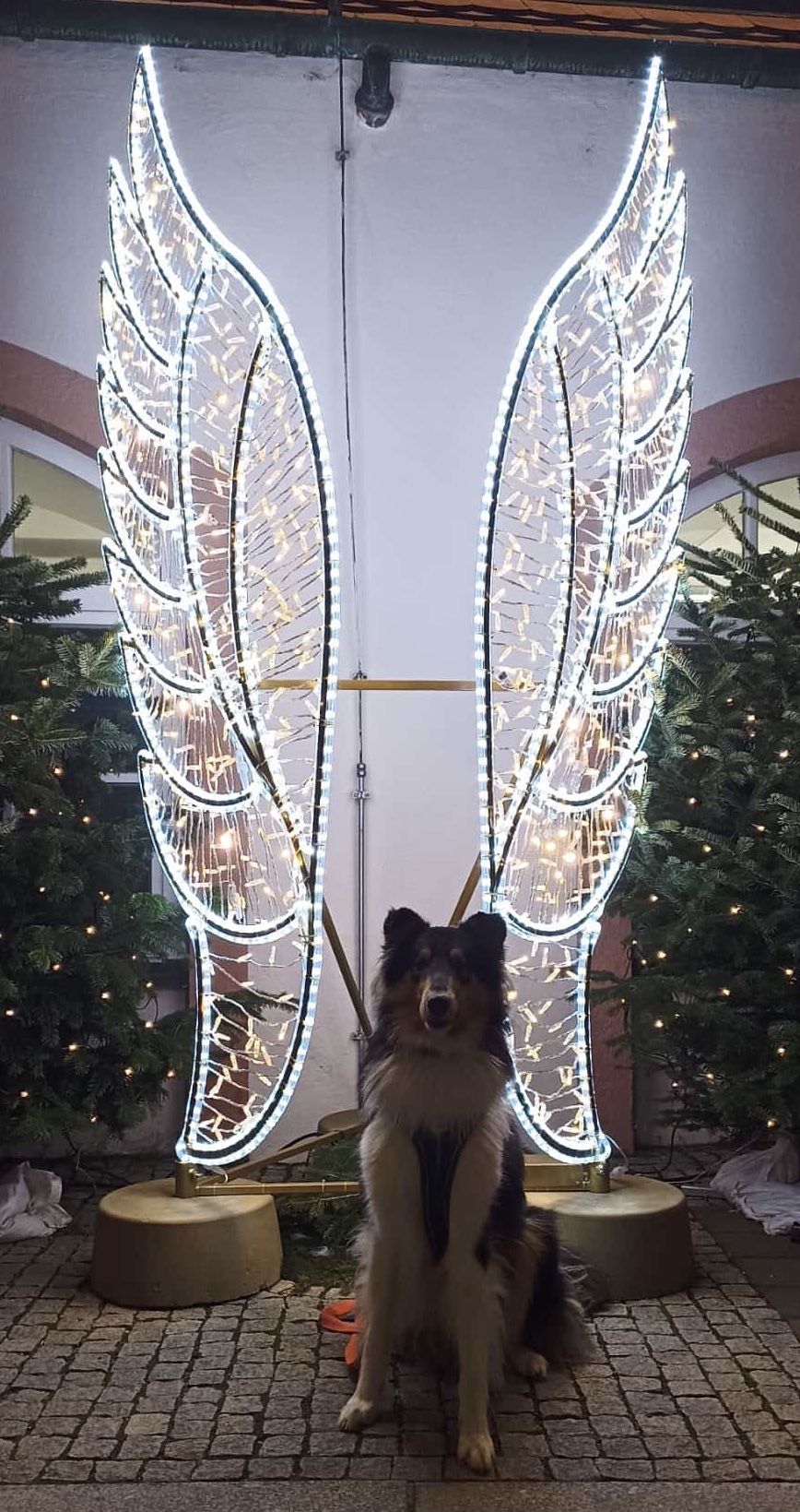 PHOTO-2025-12-11-09-23-59